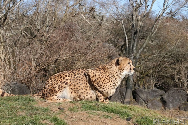 富士サファリパークのチーター