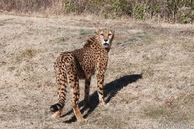 富士サファリパークのチーター