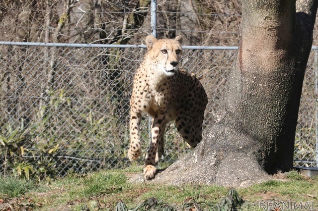 富士サファリパークのチーター