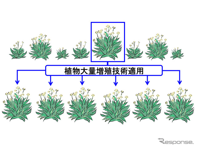 グアユールの増殖イメージ