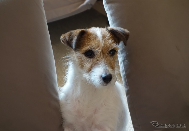 コロナ禍、愛犬とのドライブ旅行に安心して出かけるには?