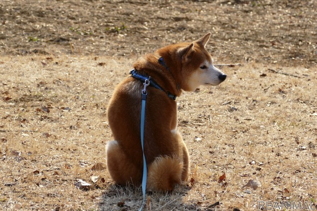 柴犬のハル