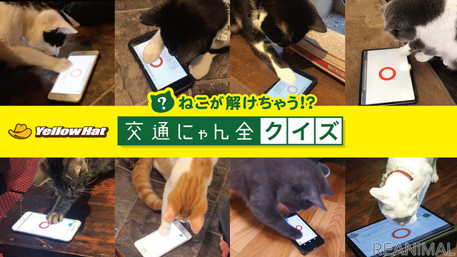 猫参加型「交通にゃん全クイズ」公開&猫参加型「交通にゃん全番組」地上波放映決定