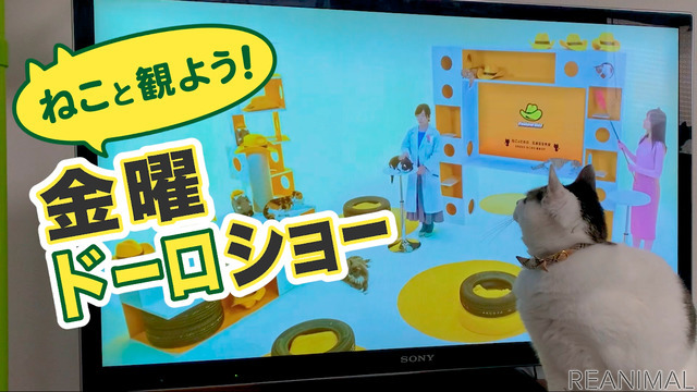 猫参加型「交通にゃん全クイズ」公開&猫参加型「交通にゃん全番組」地上波放映決定