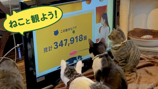 猫参加型「交通にゃん全クイズ」公開&猫参加型「交通にゃん全番組」地上波放映決定