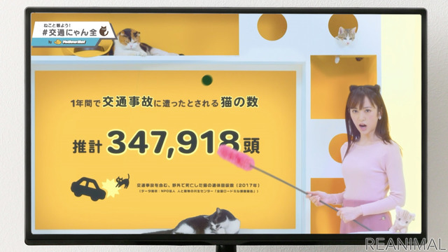 猫参加型「交通にゃん全クイズ」公開&猫参加型「交通にゃん全番組」地上波放映決定