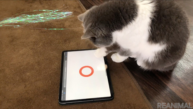 猫参加型「交通にゃん全クイズ」公開&猫参加型「交通にゃん全番組」地上波放映決定