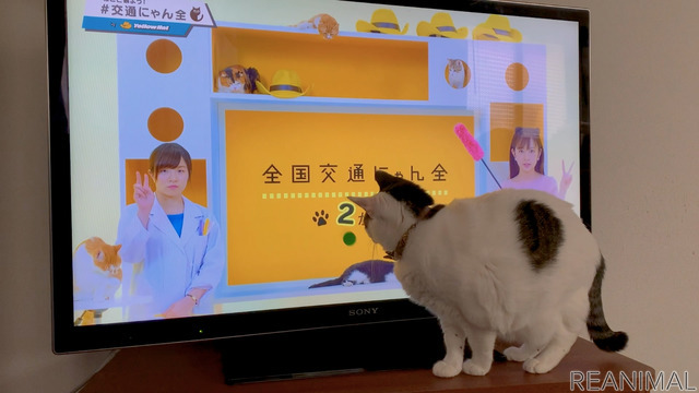 猫参加型「交通にゃん全クイズ」公開&猫参加型「交通にゃん全番組」地上波放映決定