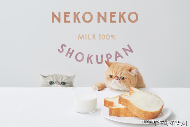 鯱バス、猫好きのための新たなバスツアー“にゃんこ旅”を発売