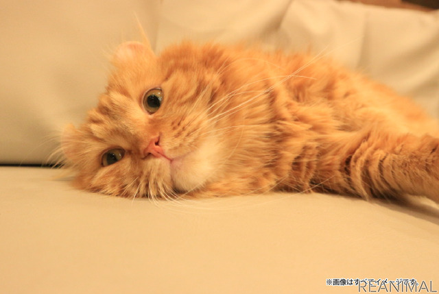 鯱バス、猫好きのための新たなバスツアー“にゃんこ旅”を発売