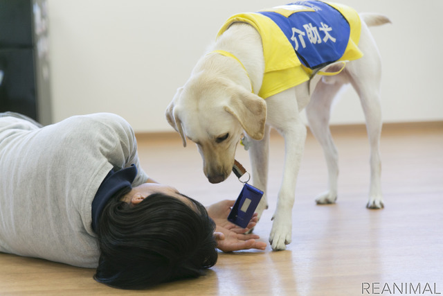 JAF×日本介助犬協会、思いやりのある交通社会を目指してJAF初のクラウドファンディング開始