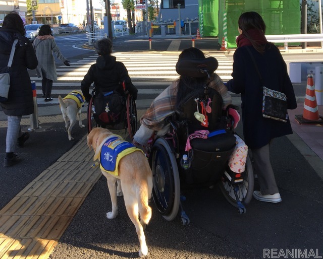 JAF×日本介助犬協会、思いやりのある交通社会を目指してJAF初のクラウドファンディング開始