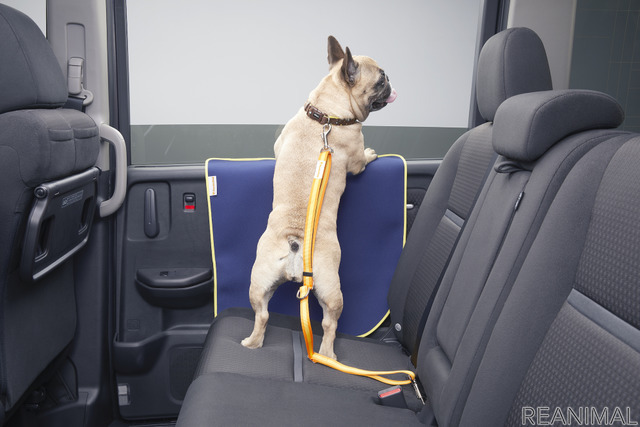 ホンダアクセス、「インターペット2021 ~人とペットの豊かな暮らしフェア~」に「Honda Dog」として出展