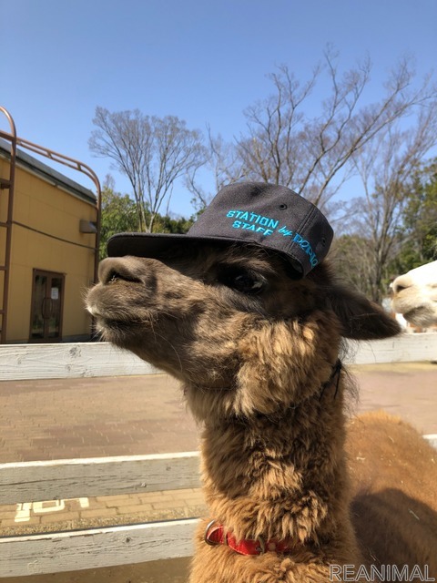 ペリエ海浜幕張×千葉市動物公園×千葉都市モノレール、「えきなかどうぶつえん」開催