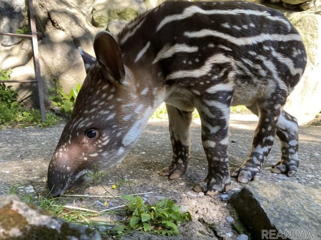 アメリカバクの赤ちゃん