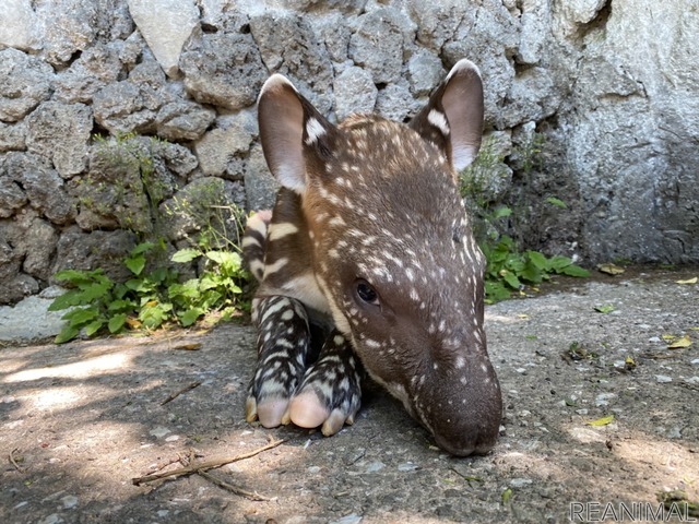 アメリカバクの赤ちゃん