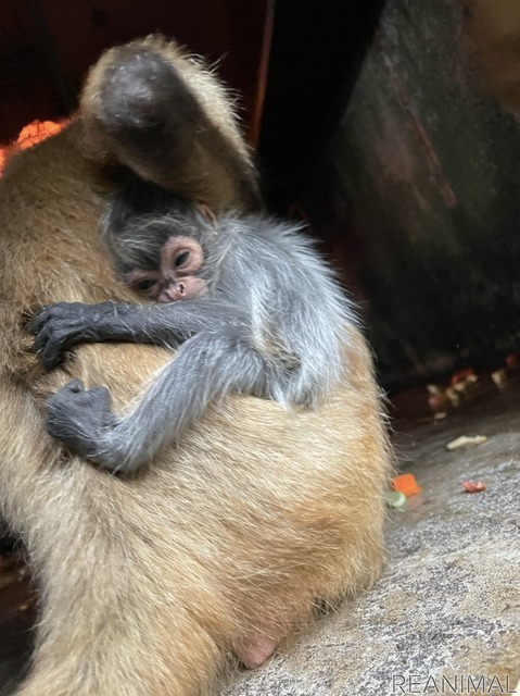 ジェフロイクモザルの赤ちゃん