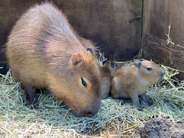 カピバラ