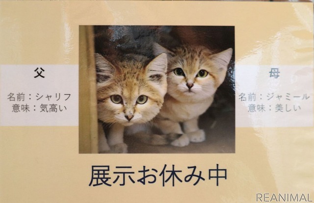 那須どうぶつ王国:スナネコ