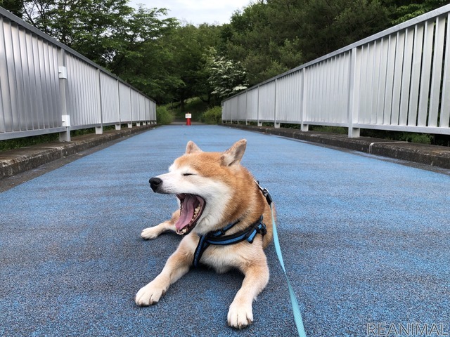 柴犬のハル