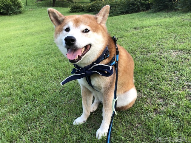 柴犬のハル