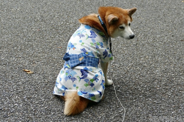 柴犬のハル