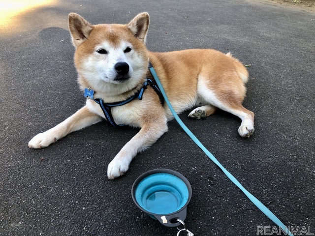 柴犬のハル