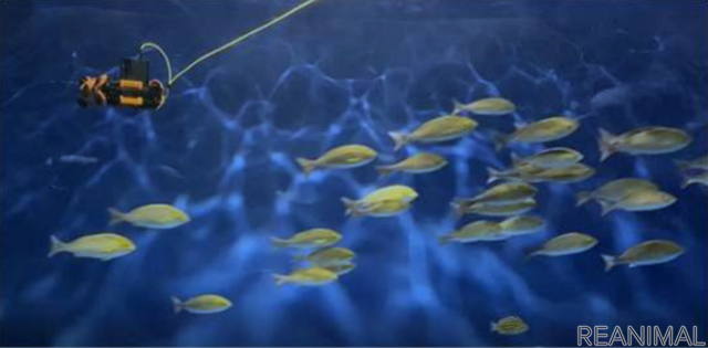 魚の群れを撮影する水中ドローン