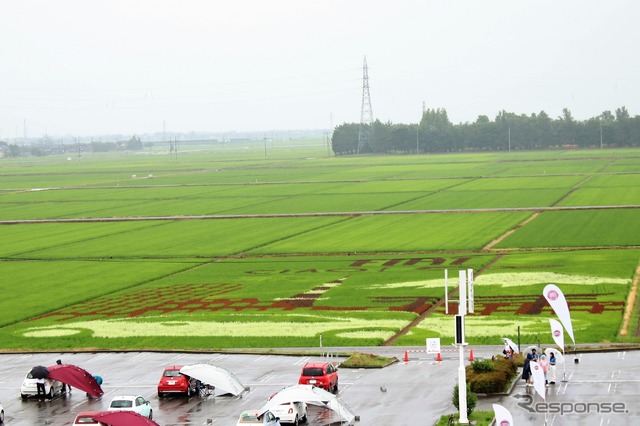 田んぼアート