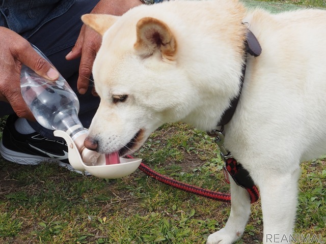 ドライブ中はペットの水分補給を忘れずに（イメージ）《写真 PhotoAC》