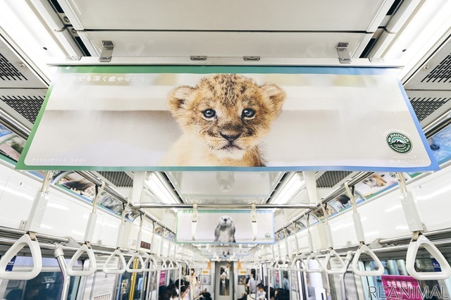 動物園の人気者に水族館の人気者が加わり再び電車をジャック、「深い癒やしトレイン」登場