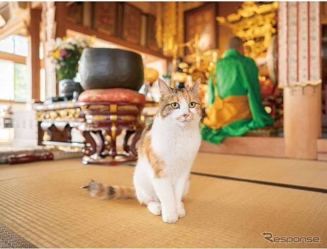 てらねこ写真展&にゃんにゃんzakkaマーケット(8月3日まで)