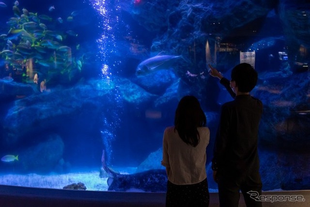 すみだ水族館「夏の夜すい」(8月29日まで)