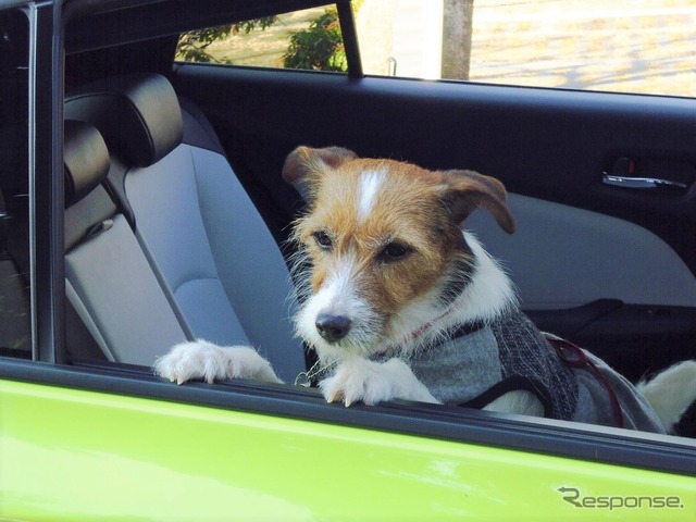 わが家ではエアコン吹き出し口のある後席に愛犬を乗せる(ドライブ中は窓を閉め、犬用シートベルト等で安全確保)