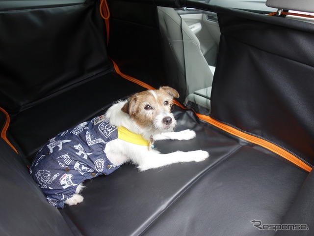 夏の愛犬同伴ドライブ、注意点&必須アイテム