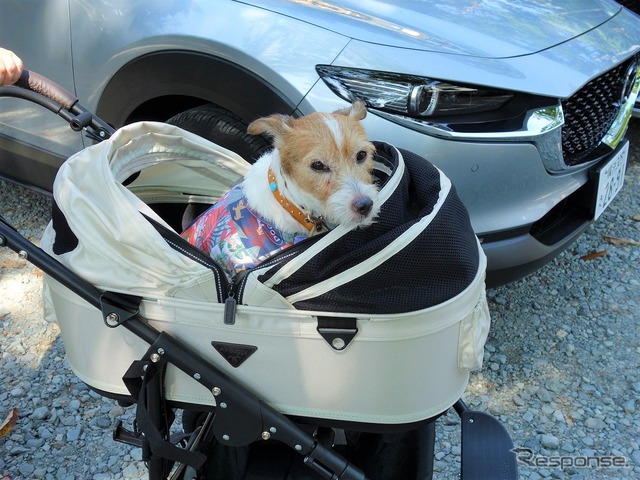 夏の愛犬同伴ドライブ、注意点&必須アイテム