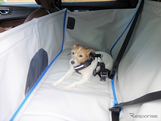 夏の愛犬同伴ドライブ、注意点&必須アイテム