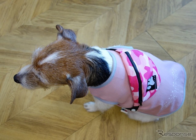 夏の愛犬同伴ドライブ、注意点&必須アイテム