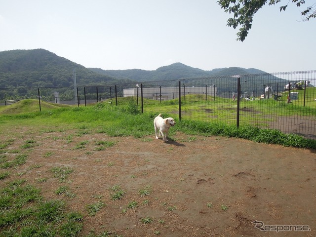 夏の愛犬同伴ドライブ、注意点&必須アイテム