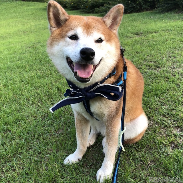 柴犬のハル