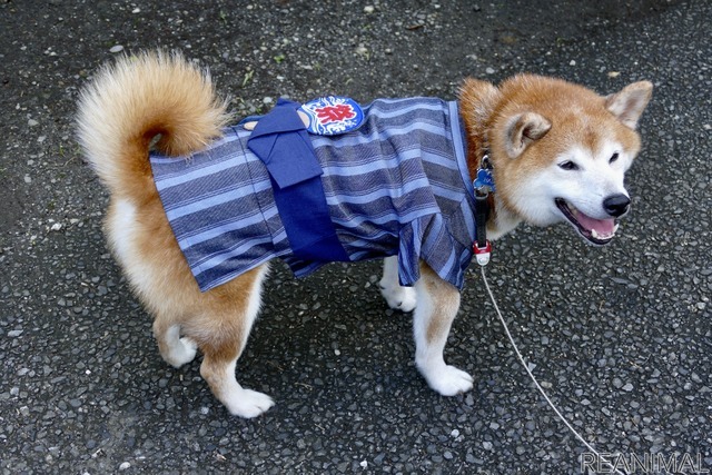 柴犬のハル