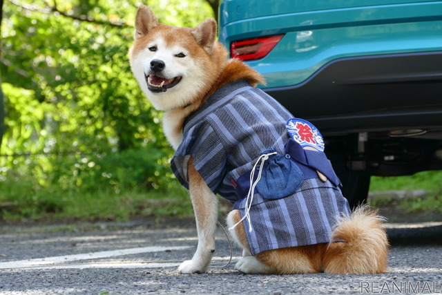 柴犬のハル