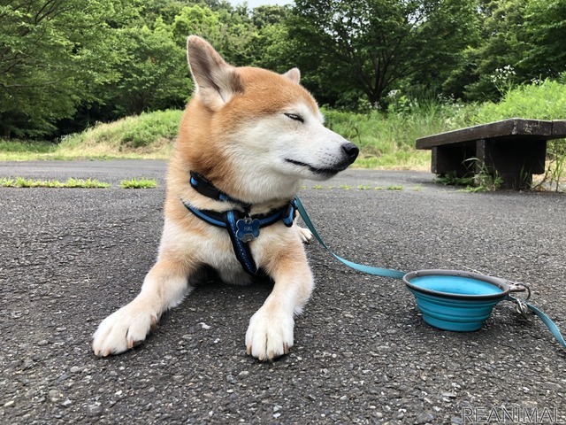 柴犬のハル