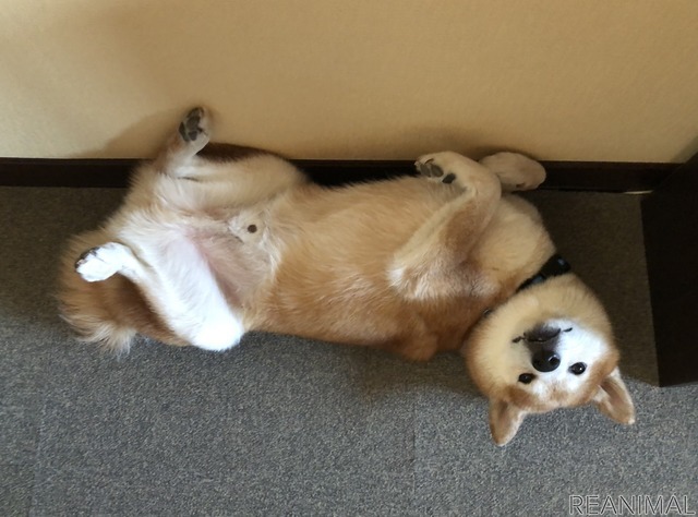 柴犬のハル