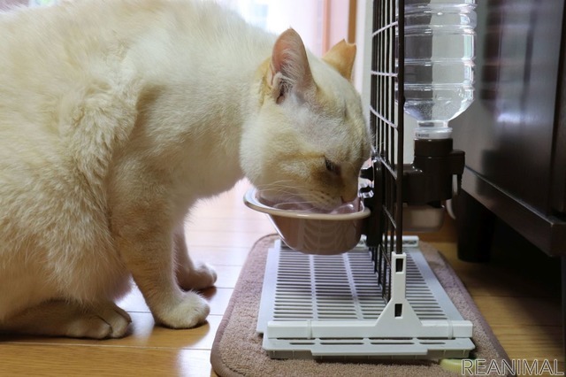猫の人気記事ランキングTOP5…2021年上半期
