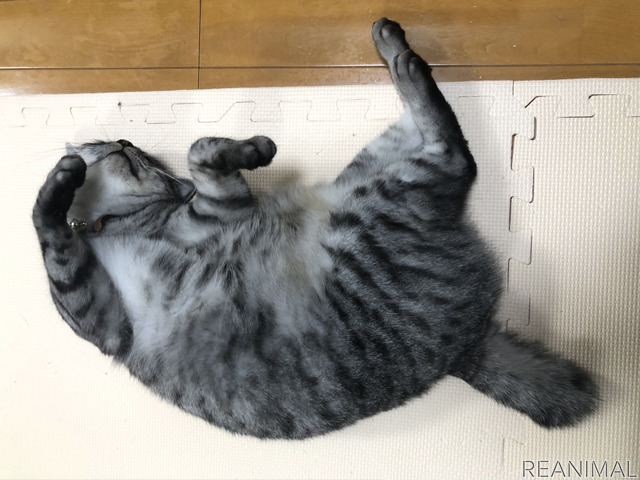 猫の人気記事ランキングTOP5…2021年上半期