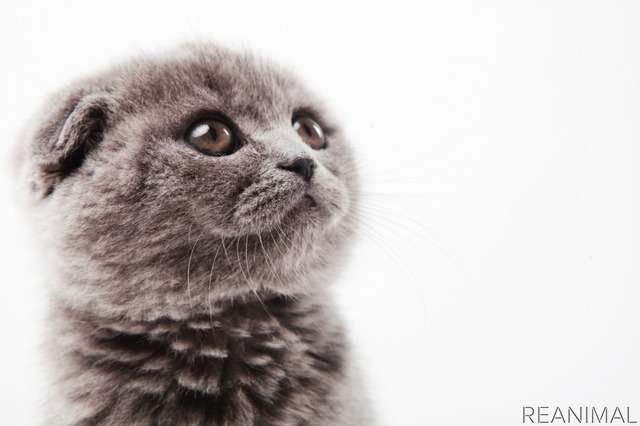 猫の人気記事ランキングTOP5…2021年上半期