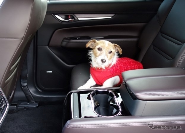 犬の大きさ&乗車人数別、クルマの乗せ方