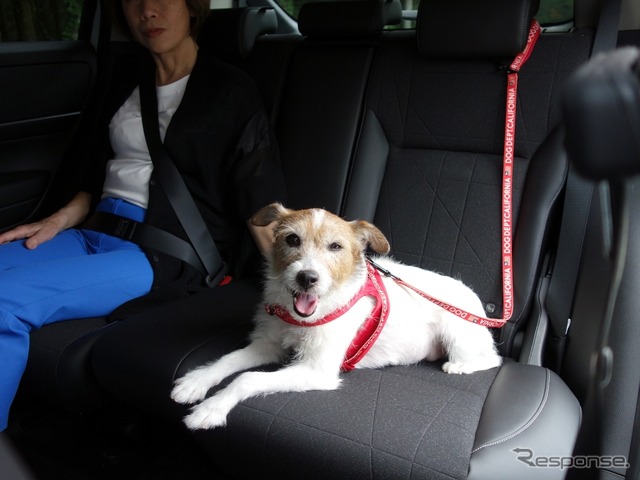 犬の大きさ&乗車人数別、クルマの乗せ方