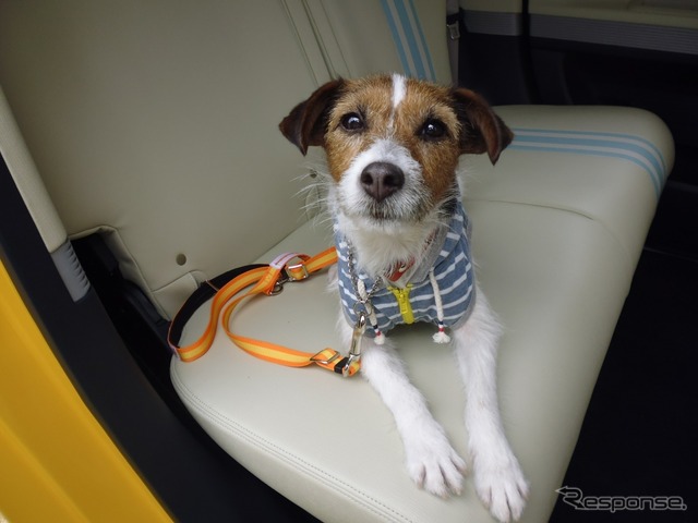 犬の大きさ&乗車人数別、クルマの乗せ方